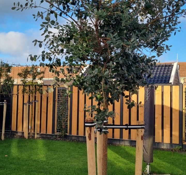 Hakvoort verbetert BioBoomStrap